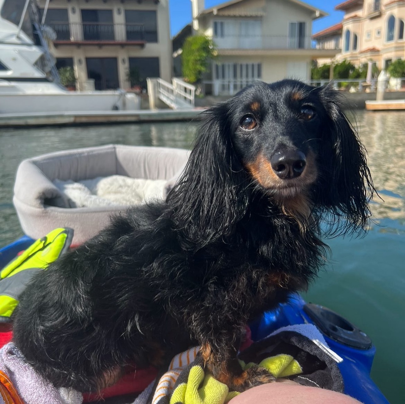 Long-haired Dachshund on kayak