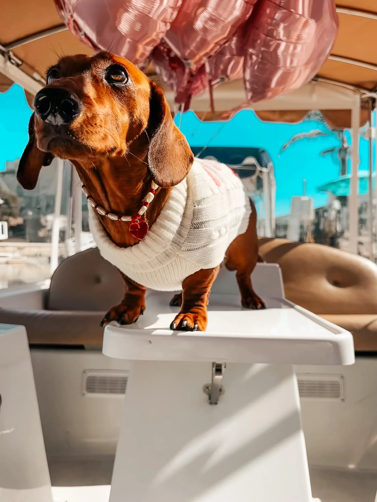 Dachshund in sweater with rose gold balloons