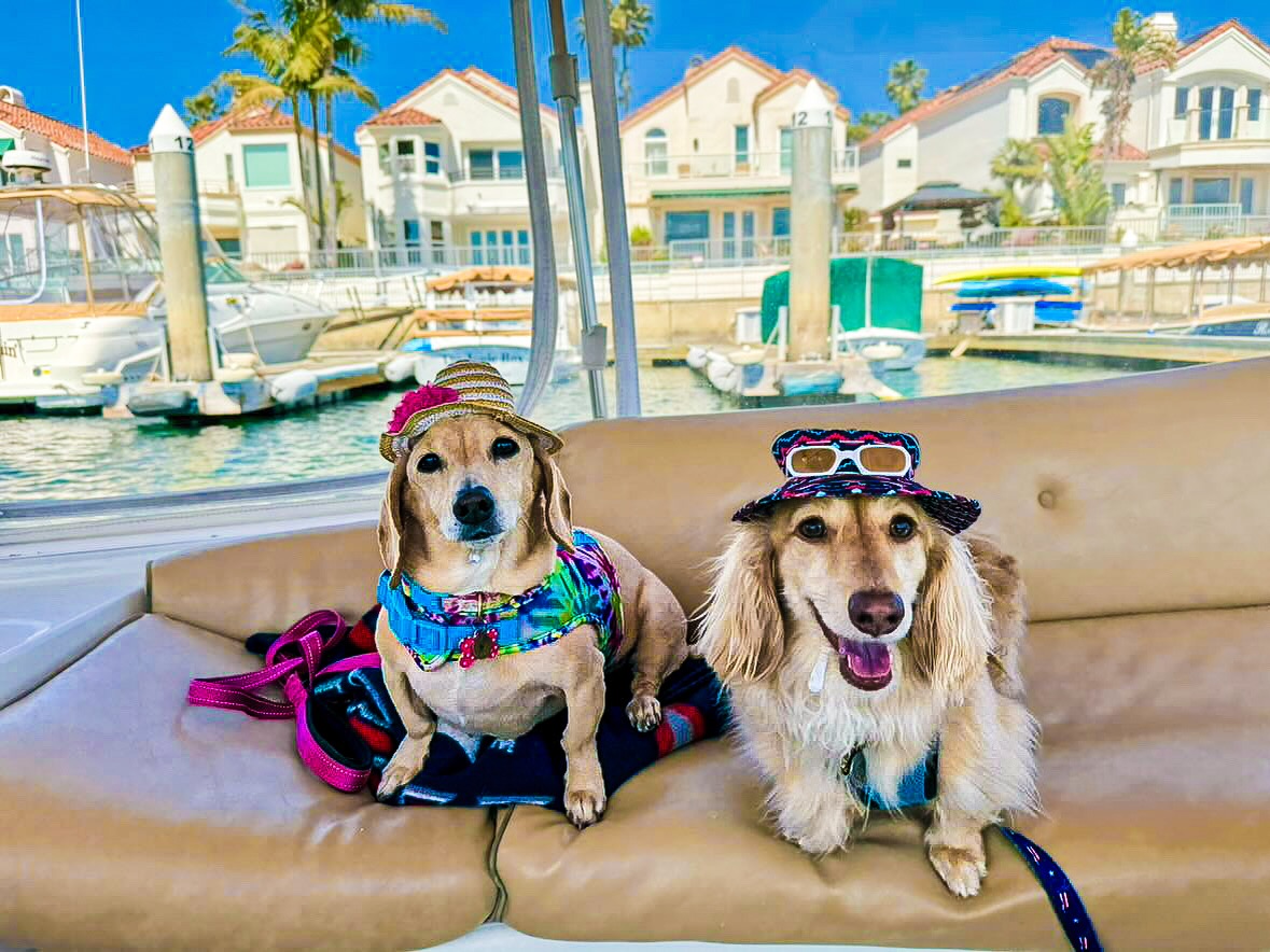 Two fashionable Dachshunds in beach attire