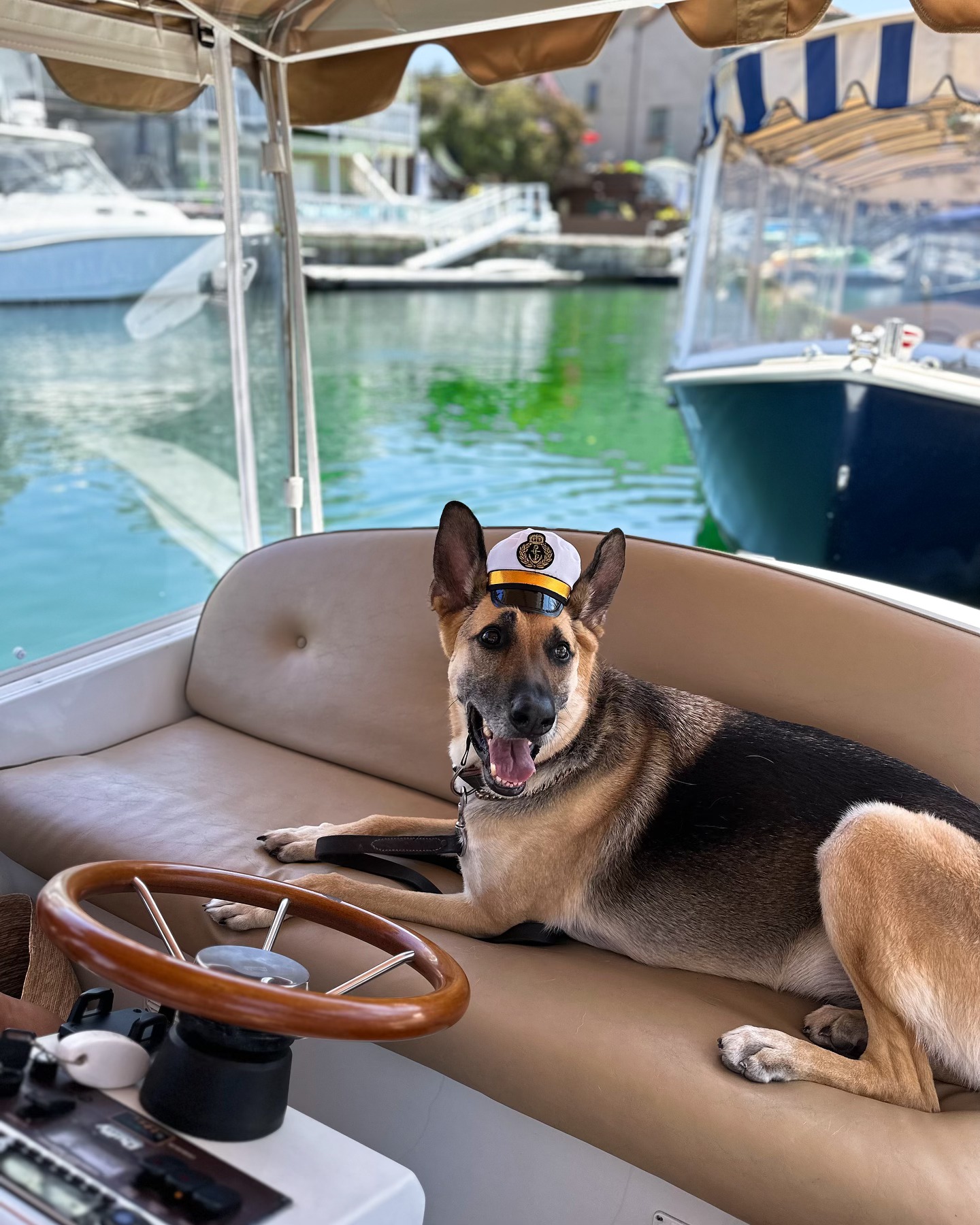 Dog captain on boat