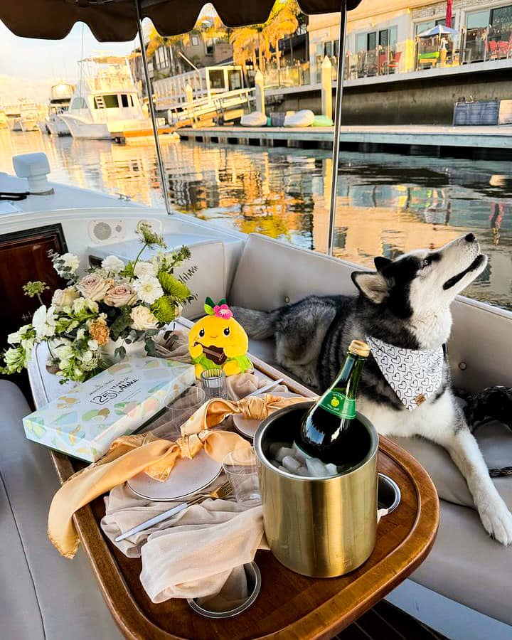 Siberian Husky with champagne setup