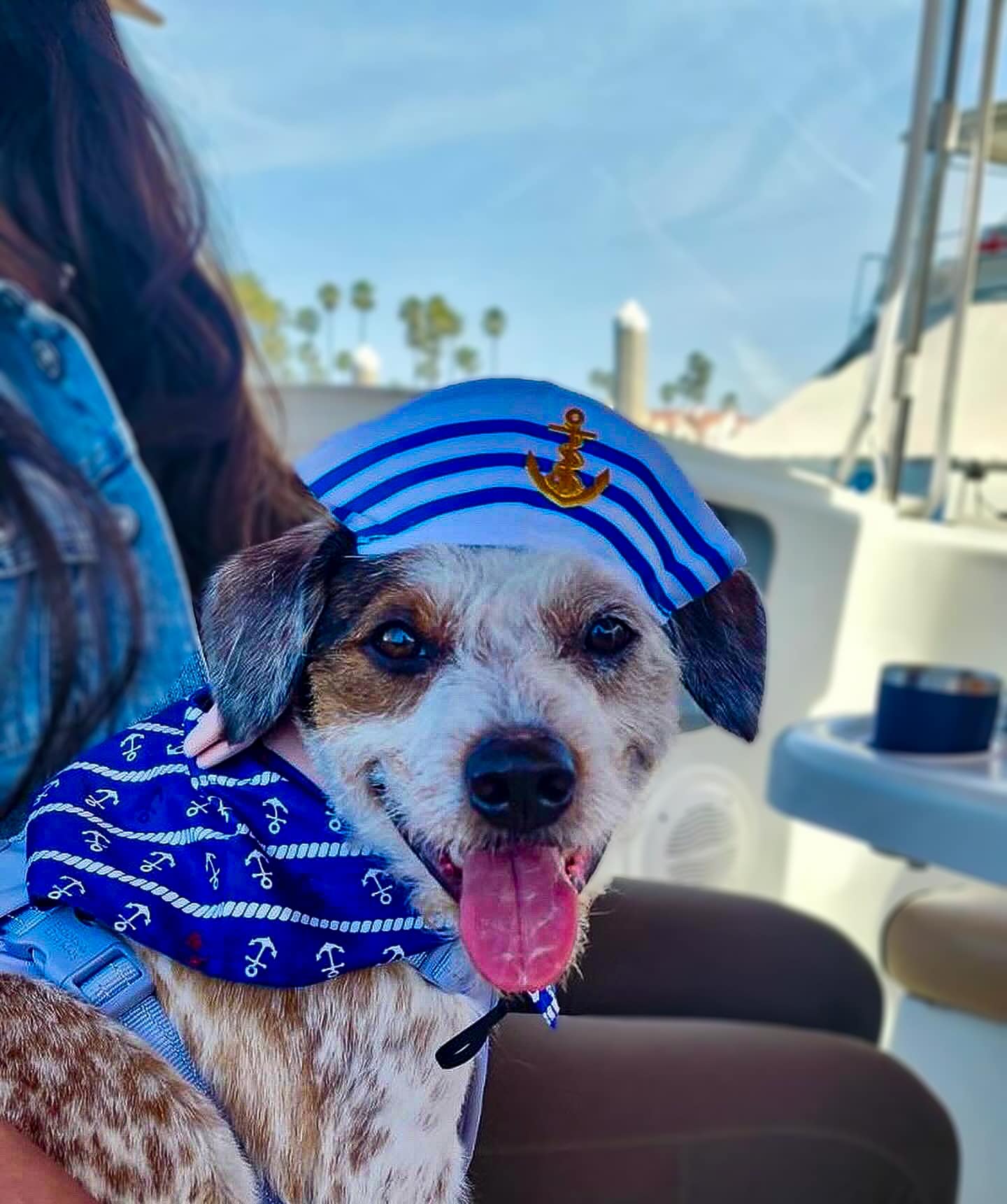 Terrier mix in sailor outfit