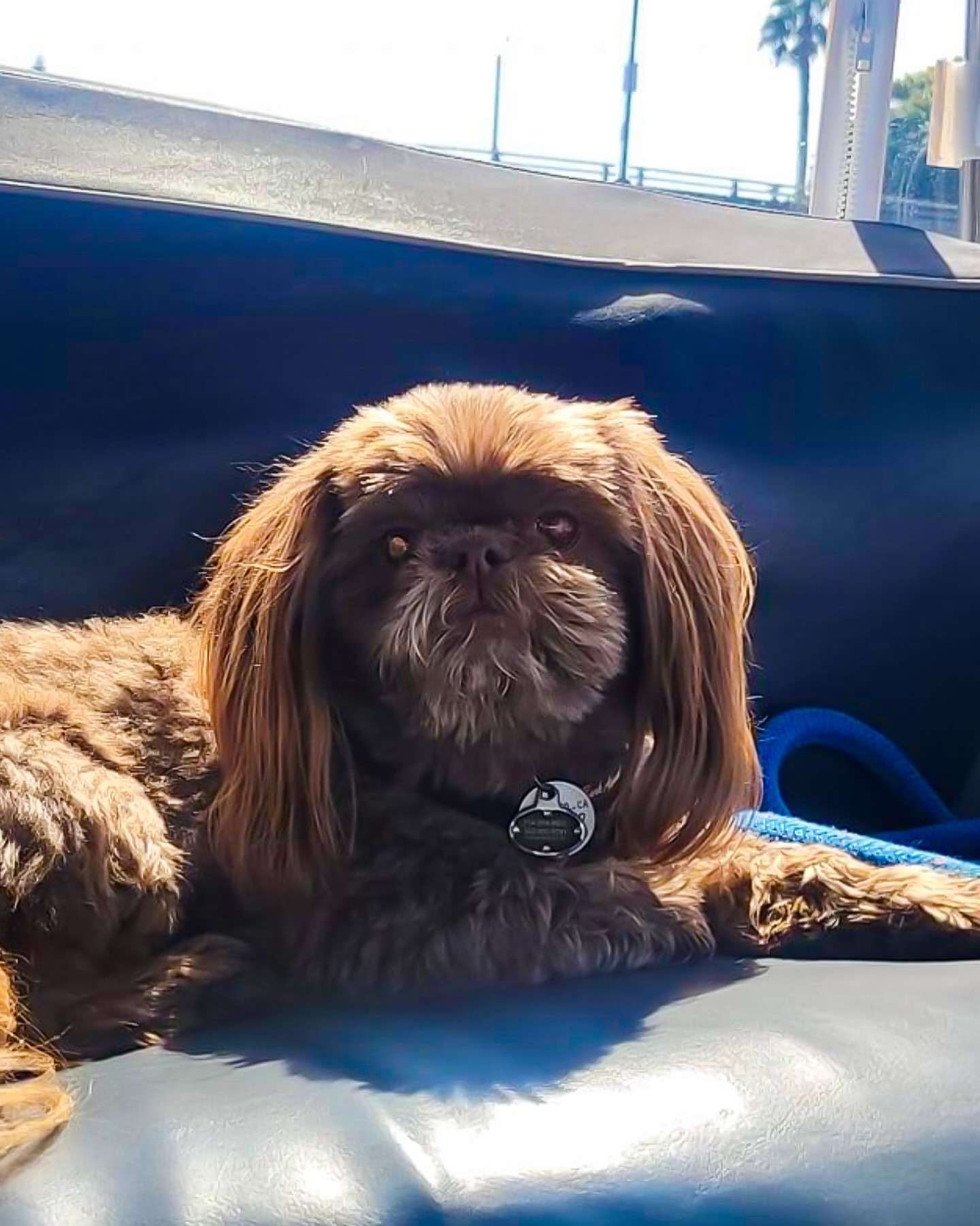 Fluffy Shih Tzu on Duffy boat